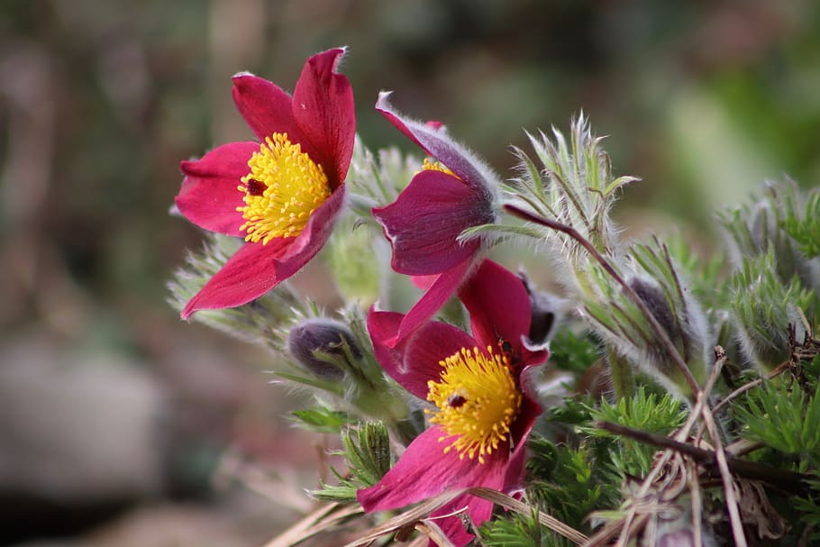 pasqueflower, pasque flower, flowers, violet, yellow, stamens HD wallpaper