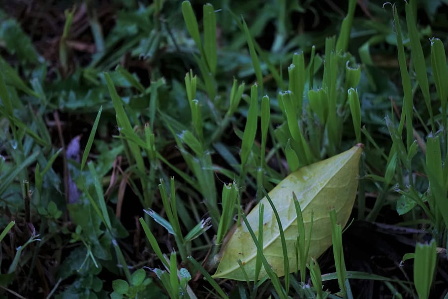 leaves, nature, green color, growth, plant, plant part, leaf HD wallpaper