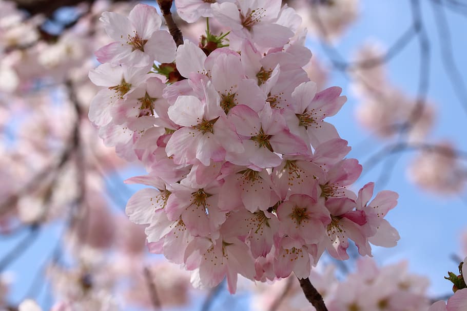 cherry blossom, cherry tree, spring, flowers, wood, flowering HD wallpaper