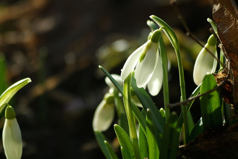 snowdrops, plants, flower, white, spring, nature, flower bulbs HD wallpaper