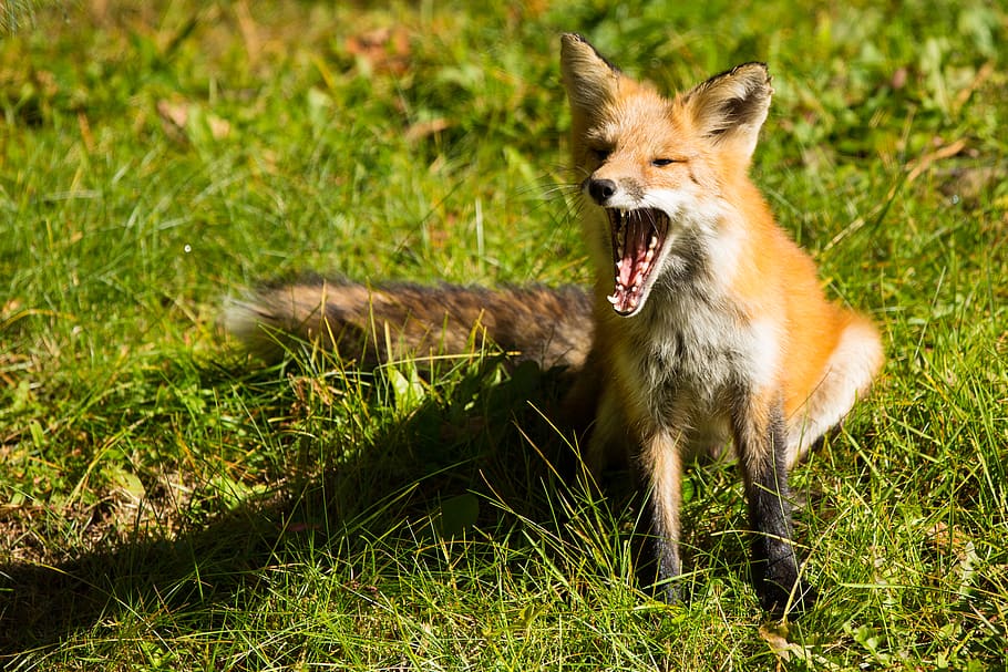 fox, wild, redfox, yawn, teeth, outdoors, wilderness, summer HD wallpaper