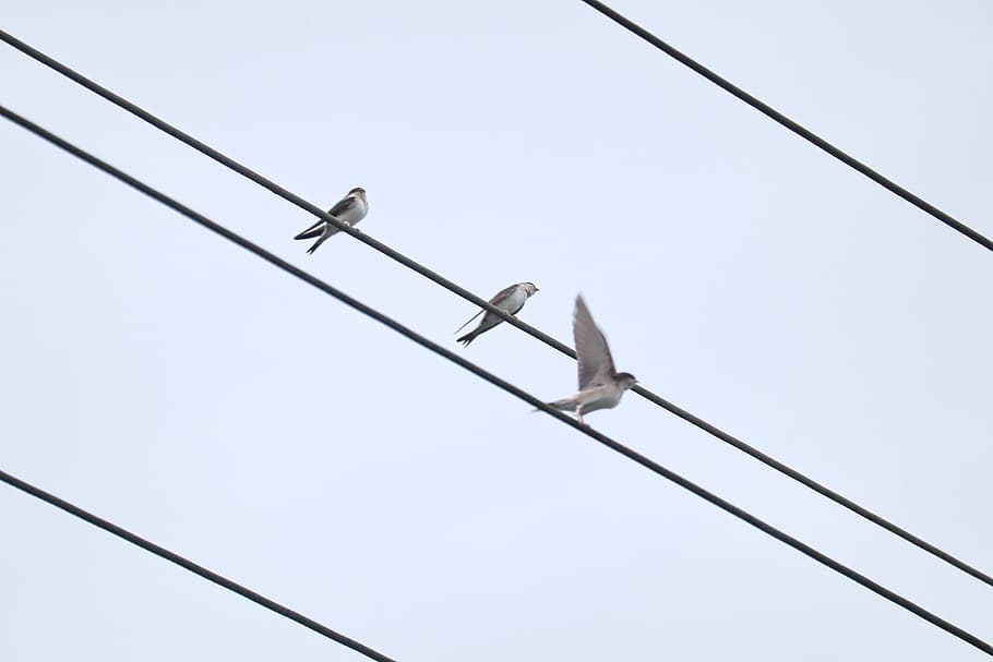 swallows, swarm, power cable, low angle view, connection, electricity HD wallpaper