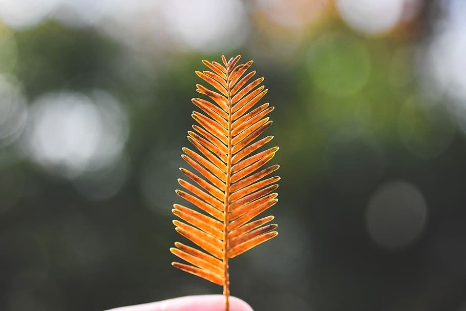 pine, needle, tree, nature, forest, bokeh, orange, green, close-up HD wallpaper