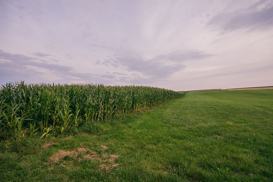 corn, cornfield, germany, grass, countryside, plant, beauty in nature HD wallpaper