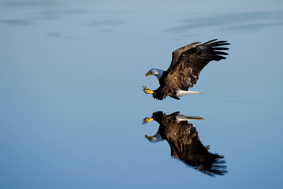 blue, sky, cloud, bird, flying, animal, reflection, animal themes HD wallpaper