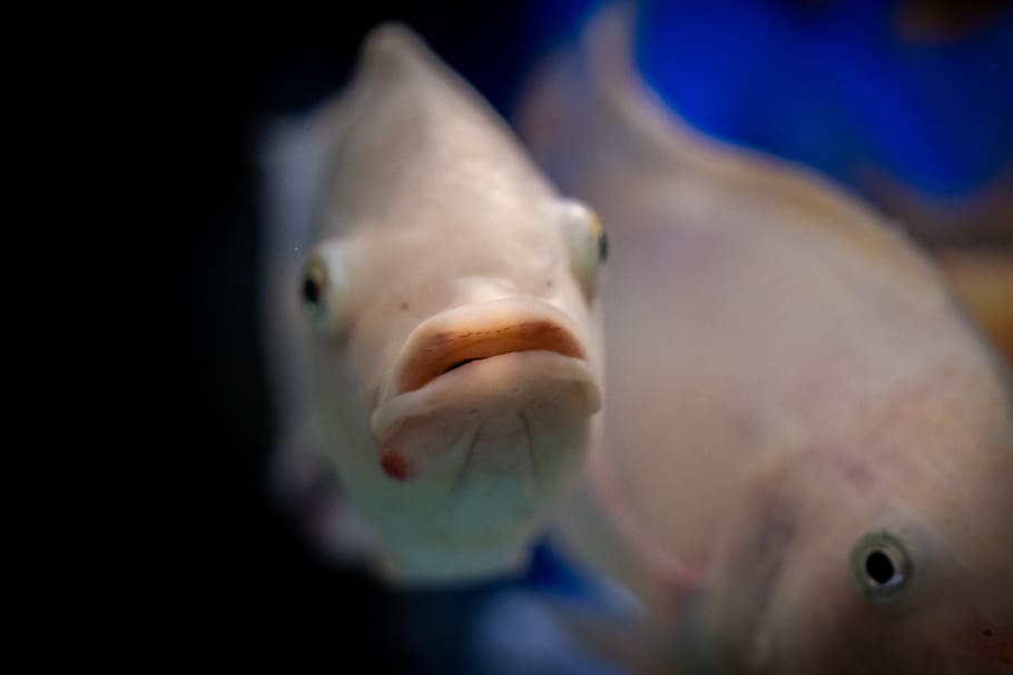 fish, water, underwater, ocean, nature, sea, animal, diving HD wallpaper