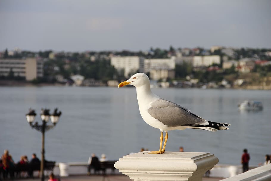 seagull, sky, bird, nature, coast, wings, in the summer of HD wallpaper