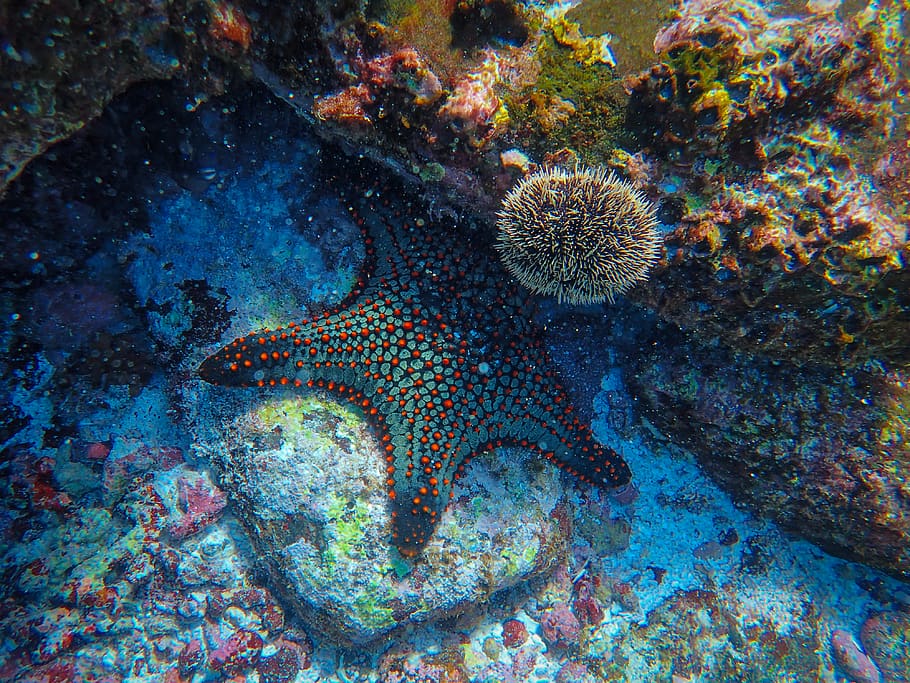Starfish Underwater, aquatic animal, coral, echinoderm, ocean HD wallpaper