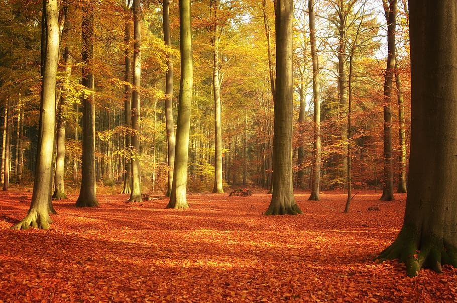 autumn, wood, leaf, tree, forest, book, sunlight, beech wood HD wallpaper