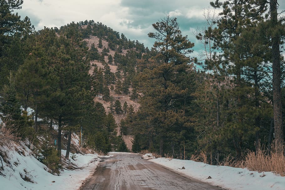 road surrounded by trees, plant, fir, abies, conifer, outdoors HD wallpaper