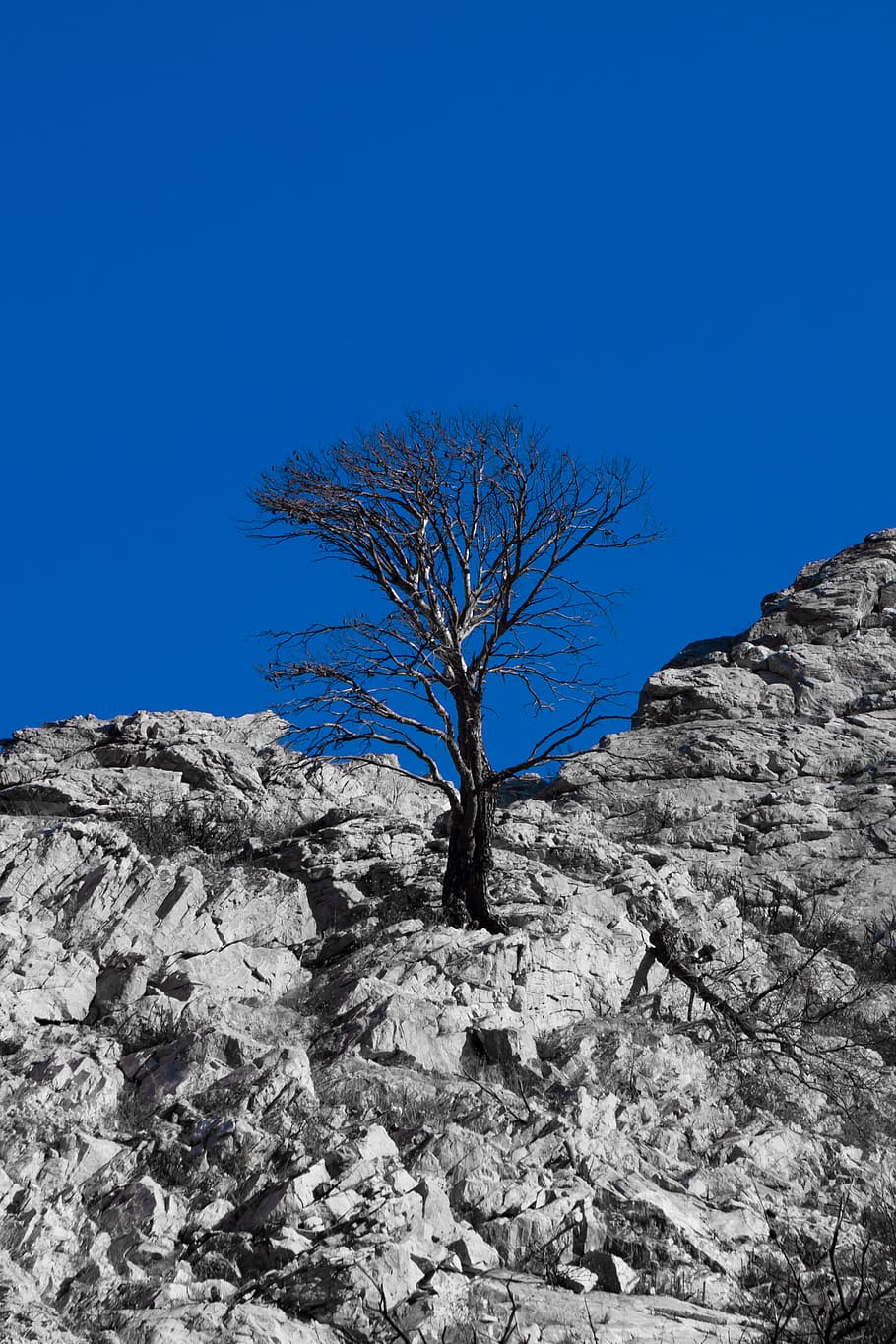 greece, hymettus, black and white, tree, trees, forest, devastation, HD wallpaper