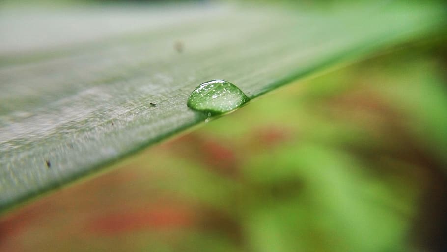 Water Drop on Leaf, close-up, dew, green, macro, nature, selective focus HD wallpaper