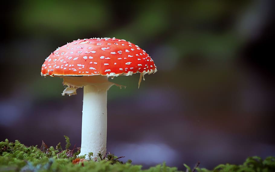 Red and White Mushroom on Green Grass during Daytime, close-up HD wallpaper