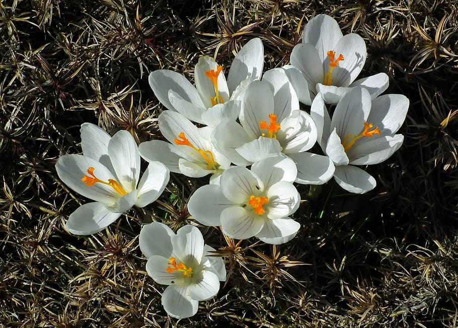 flower, crocus, white, spring, garden, nature, plant, flowering plant HD wallpaper
