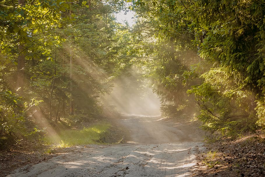 sun ray on pathway between tall trees, road, dirt road, gravel HD wallpaper
