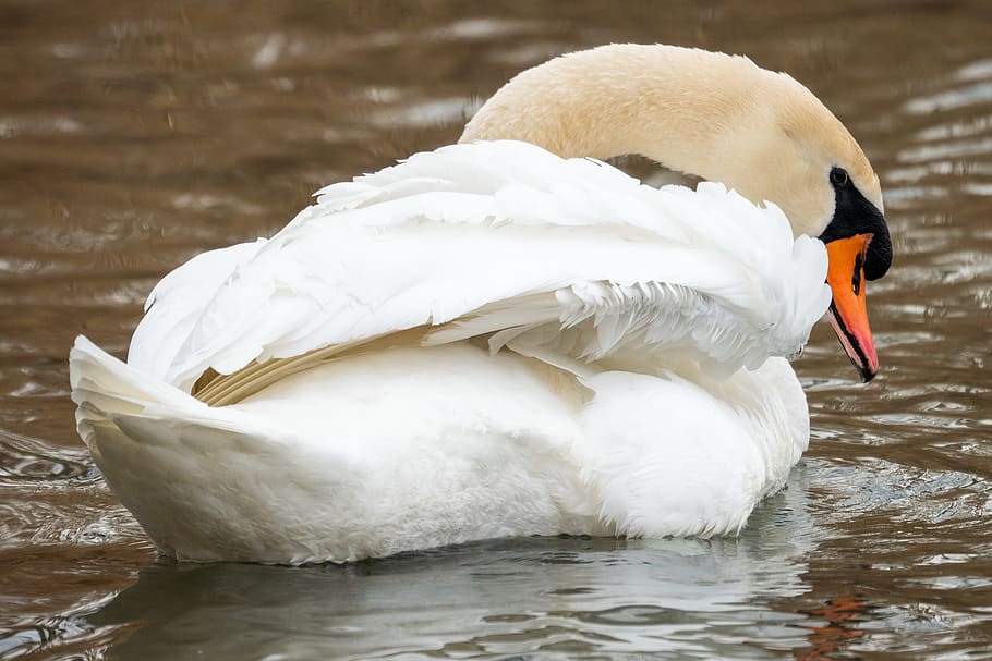 white duck on pond, bird, animal, swan, goose, anseriformes, waterfowl HD wallpaper
