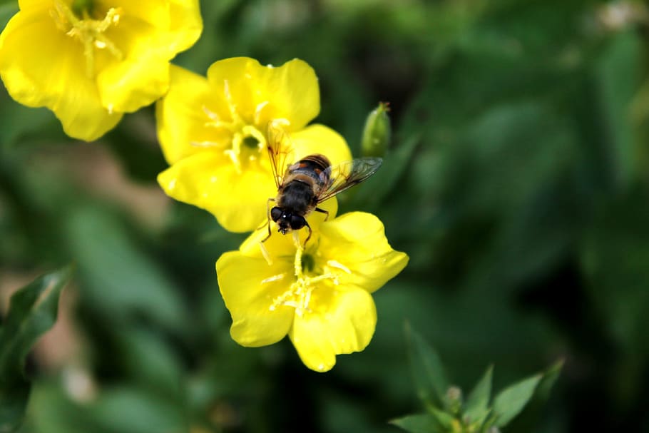 bee, flower, spring, nature, bug, flowering plant, invertebrate HD wallpaper