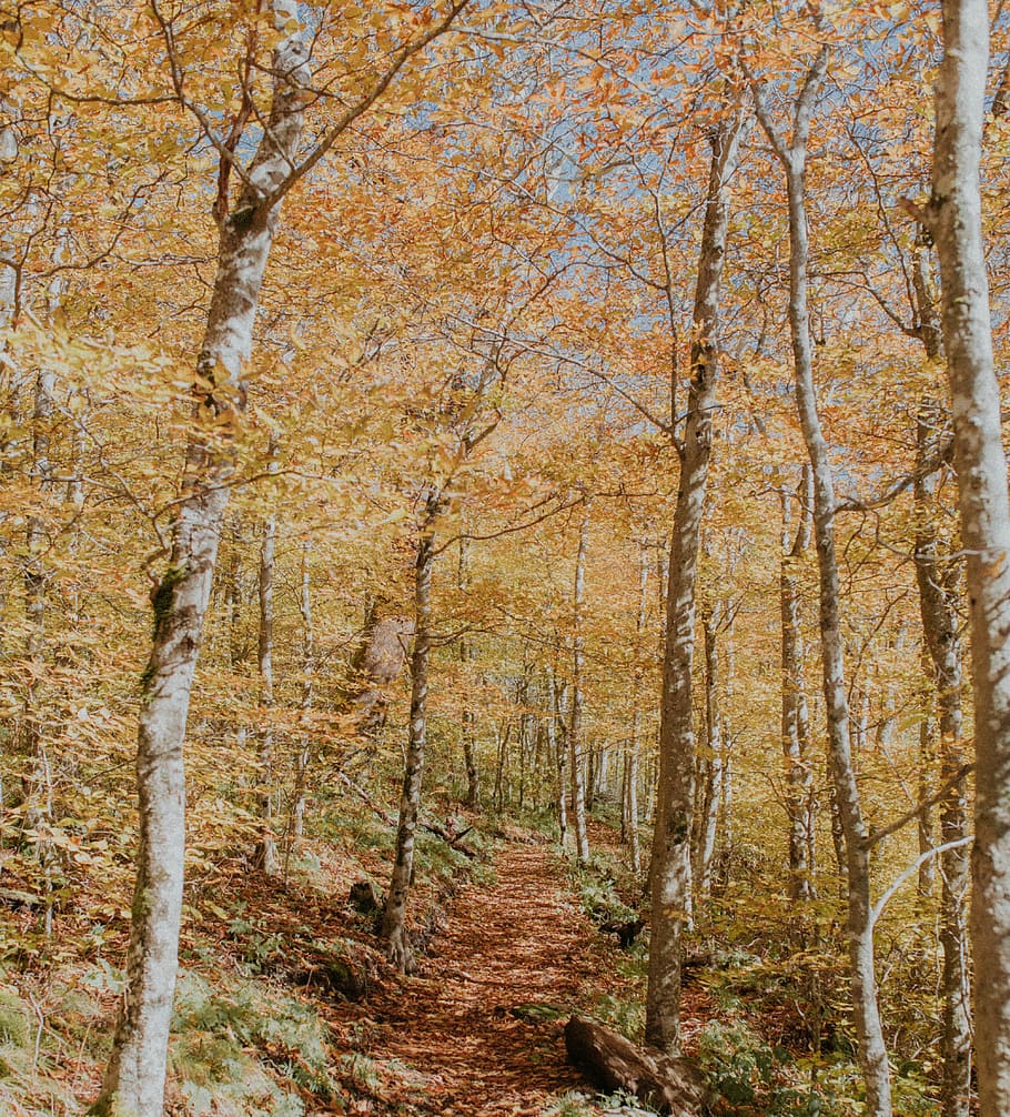 brown-leafed forest, tree, plant, land, autumn, beauty in nature HD wallpaper