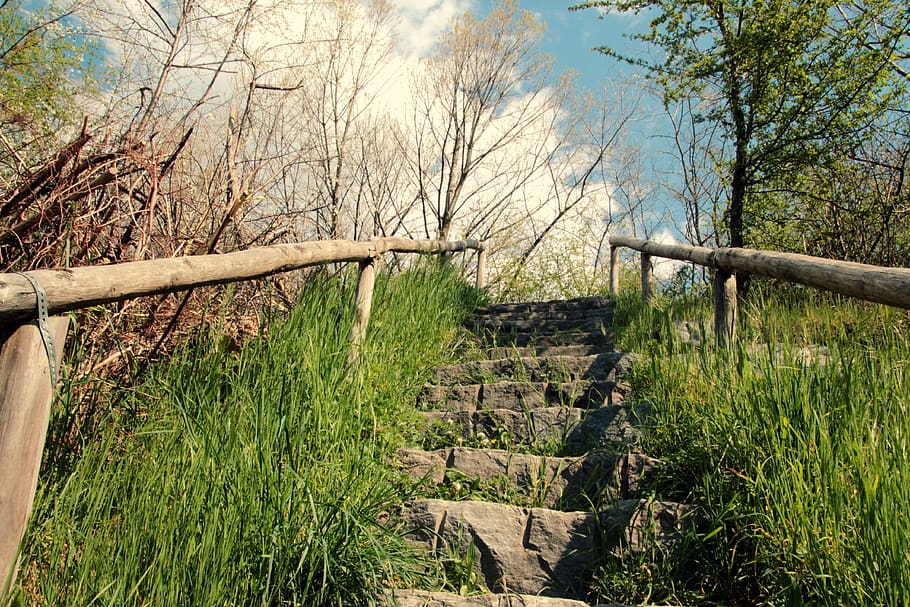 nature, landscape, wood, tree, grass, stairs, plant, tranquility HD wallpaper