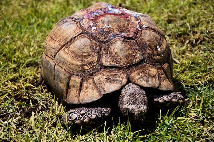turtle, africa, namibia, nature, grass, animal, tortoise, animal themes HD wallpaper