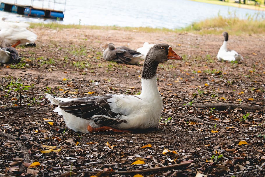 duck, bird, animal, vertebrate, animal themes, group of animals HD wallpaper