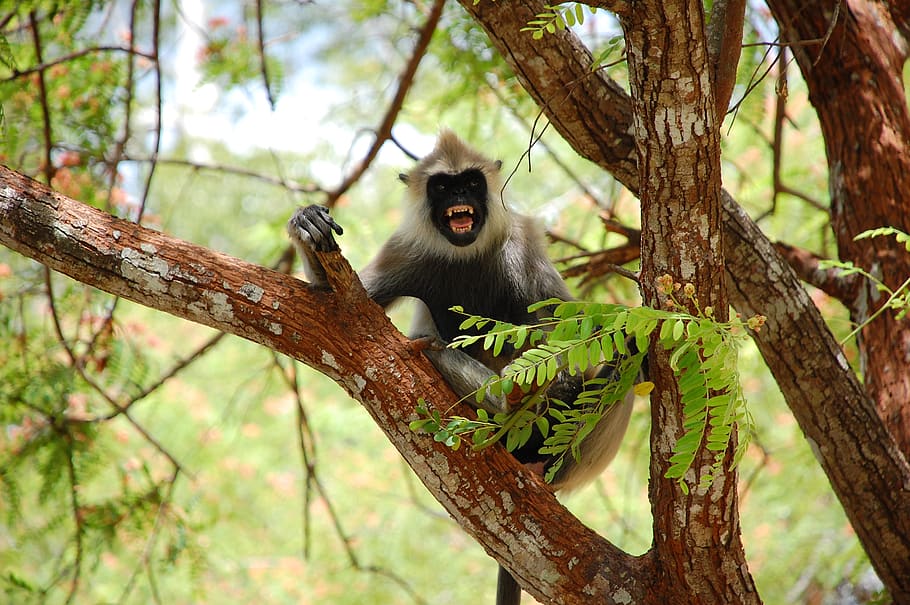 sri lanka, animal, tree, monkey, nature, summer, trees, plant HD wallpaper
