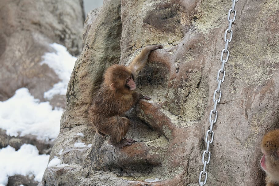 animal, saruyama, monkey, snow monkey, baby japanese macaque eating leaves HD wallpaper