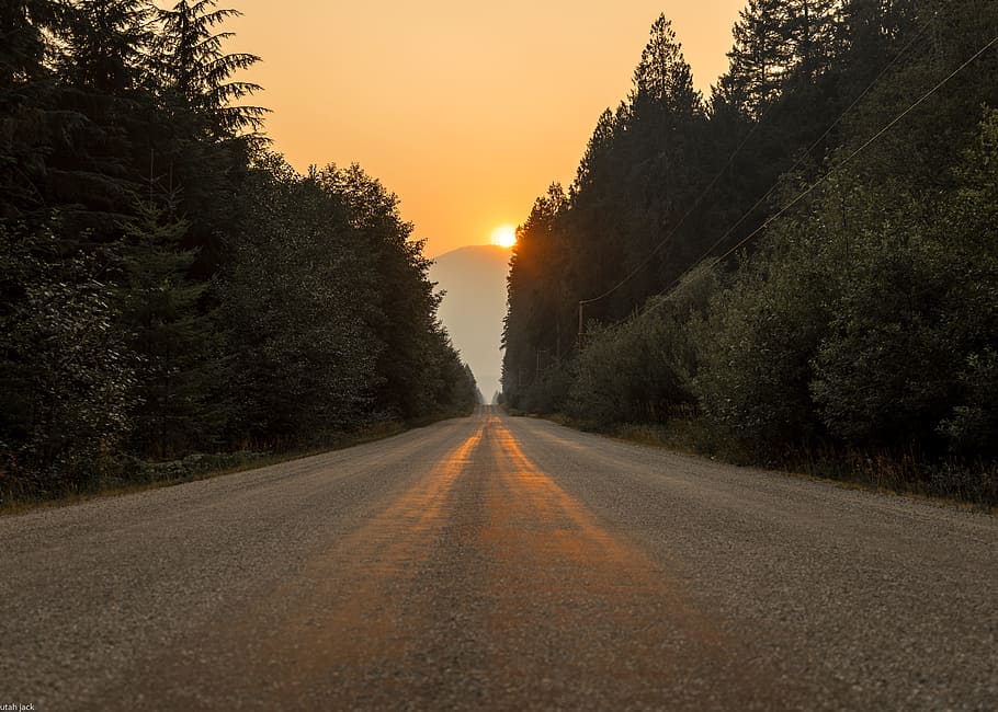gray dirt road in between trees at sunset, asphalt, forest, plant HD wallpaper