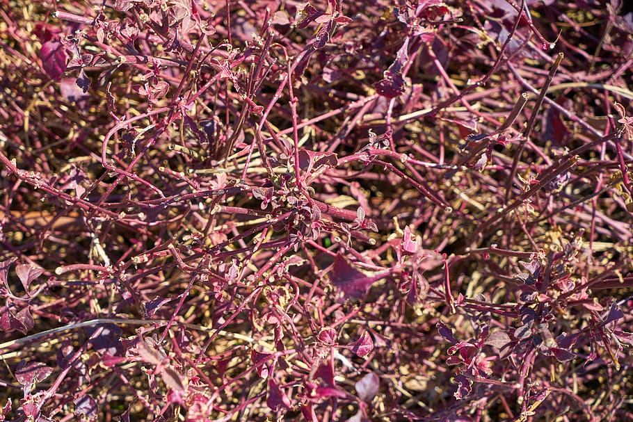 plant, branch, tree, nature, spring, flower, blooming, leaves HD wallpaper