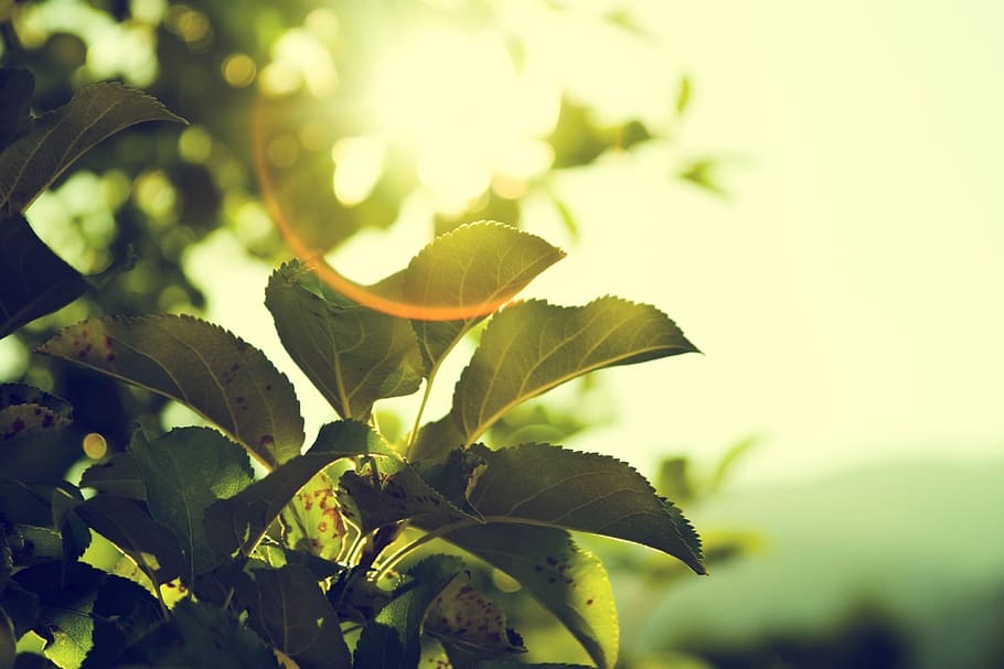 sun rays, sunshine, sunset, plants, garden, green, nature, plant part HD wallpaper