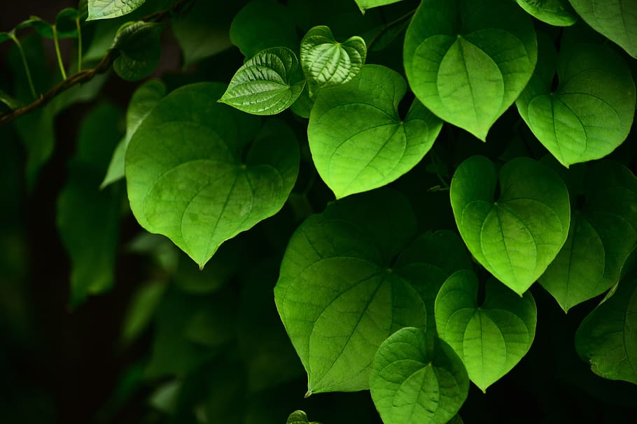 leaf, green leaf, plant, plant part, green color, growth, close-up HD wallpaper