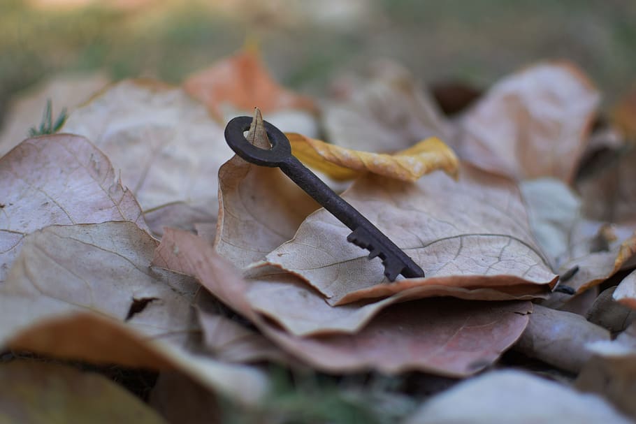 brown skeleton key on brown leaves, leaf, plant part, autumn HD wallpaper