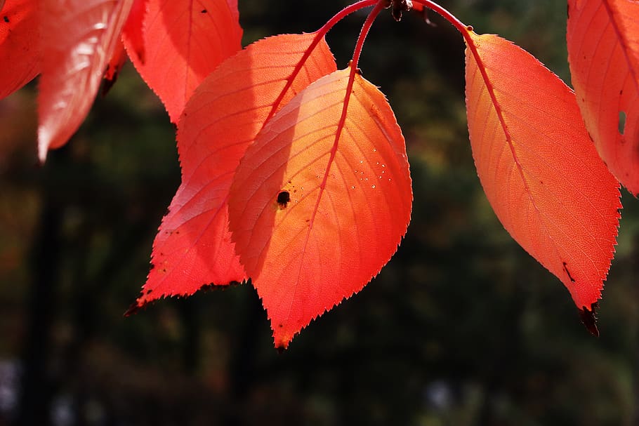 autumn leaves, maple, the leaves, nature, leaf, colorful, season, HD wallpaper