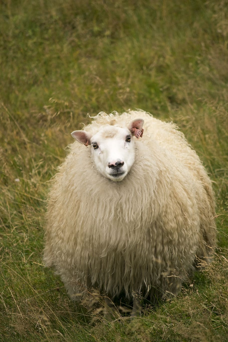 sheep, countryside, mammal, animal themes, grass, one animal HD wallpaper