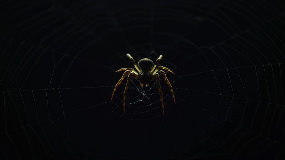 spider, insect, nature, web, dark, outdoor, night, one animal HD wallpaper