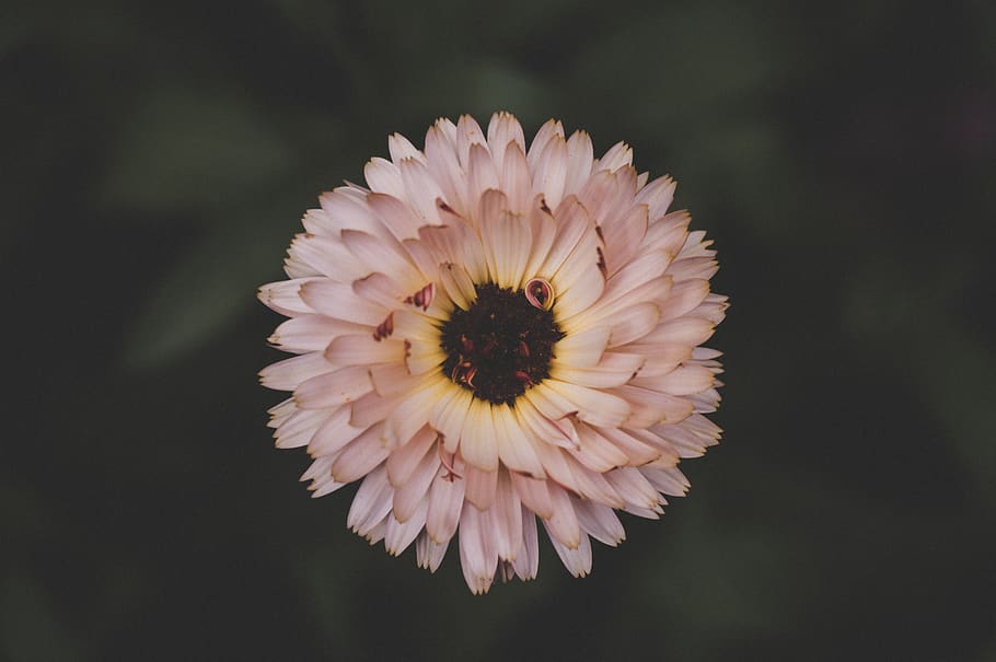 Pink Flower, beautiful, bloom, blooming, blurred background, colors HD wallpaper