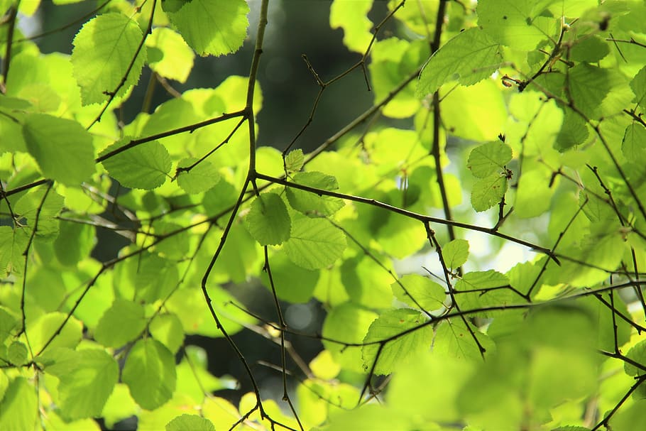 trees, green, color, summer, forest, leaves, nature, plant HD wallpaper