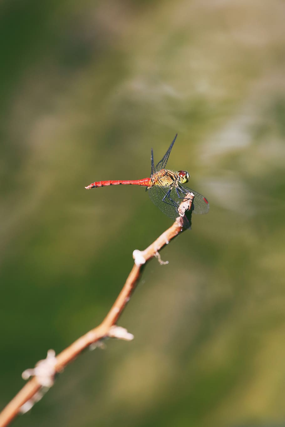 dragonfly, anisoptera, epiprocta, invertebrate, insect, nature HD wallpaper