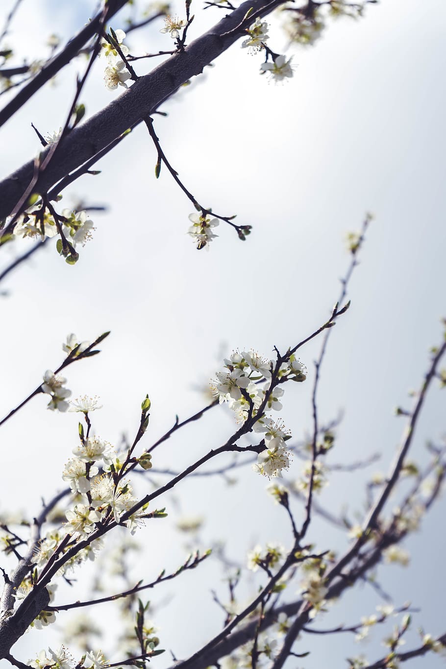 white petaled flower, blossom, plant, spring, cherry, flowers HD wallpaper