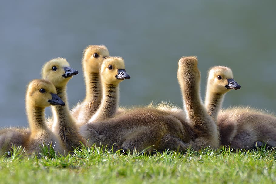 six bird chicks on grass, animal, goose, waterfowl, cygnet, baby HD wallpaper