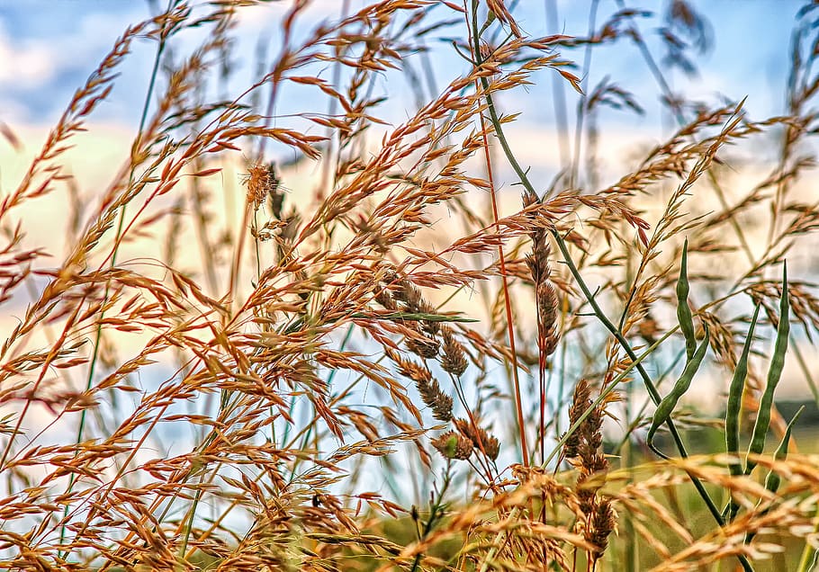nature, landscape, grass, grasses, halm, of course, sky, field HD wallpaper