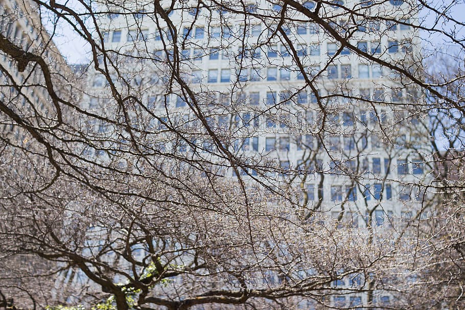Branches, building, tree, plant, bare tree, no people, nature HD wallpaper