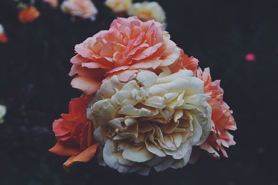 flowering plant, petal, vulnerability, fragility, beauty in nature HD wallpaper