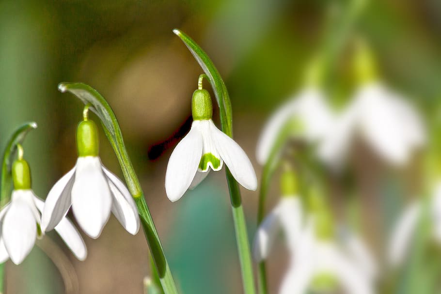 snowdrop, flower, blossom, bloom, flora, nature, white, flowers HD wallpaper