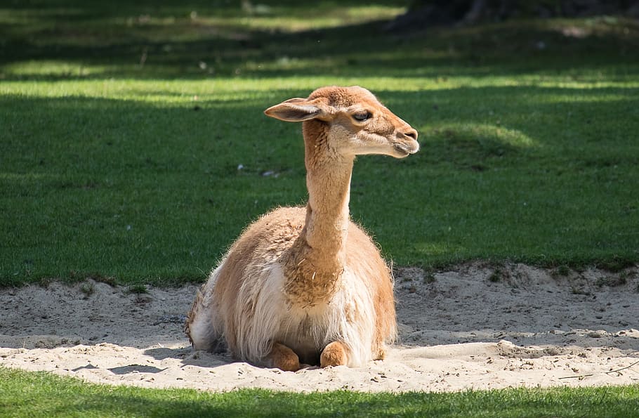 vicuna, paarhufer, calluses ohler, camel-like, south america, HD wallpaper