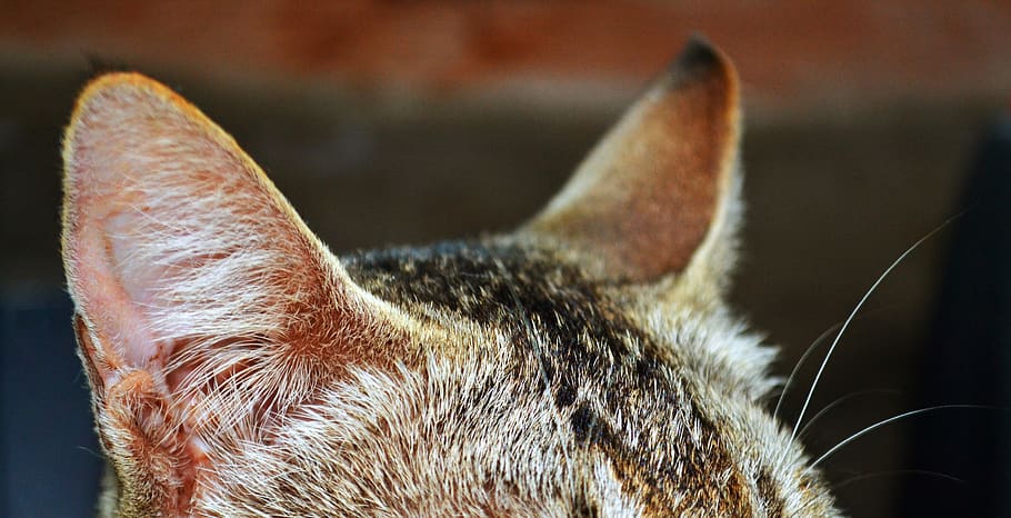 cat, ear, zoom, unique, animal, pet, ears, cute, domestic, fur HD wallpaper