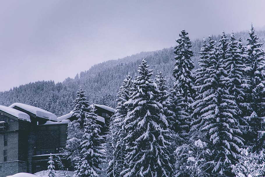 pine trees covered by snow, plant, abies, fir, conifer, outdoors HD wallpaper