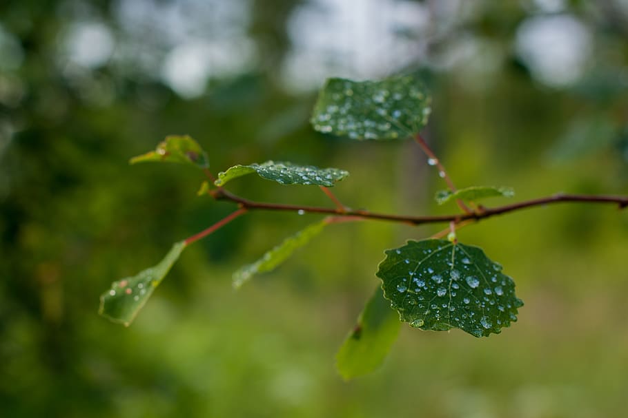 tree, leaves, rain, nature, summer, fruit, plant, healthy eating HD wallpaper