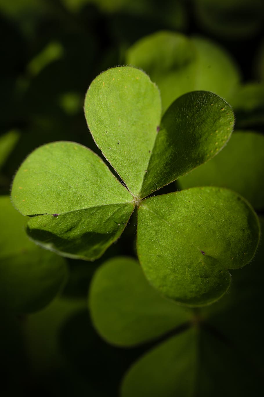 plant, leaf, green, sprout, droplet, geranium, blossom, flower HD wallpaper