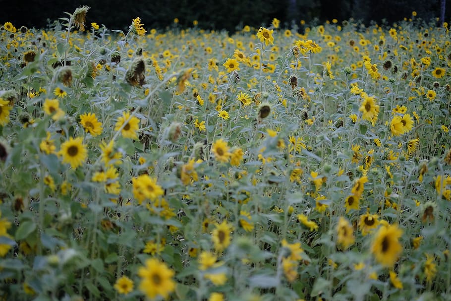 flower, growth, flowering plant, yellow, beauty in nature, field HD wallpaper